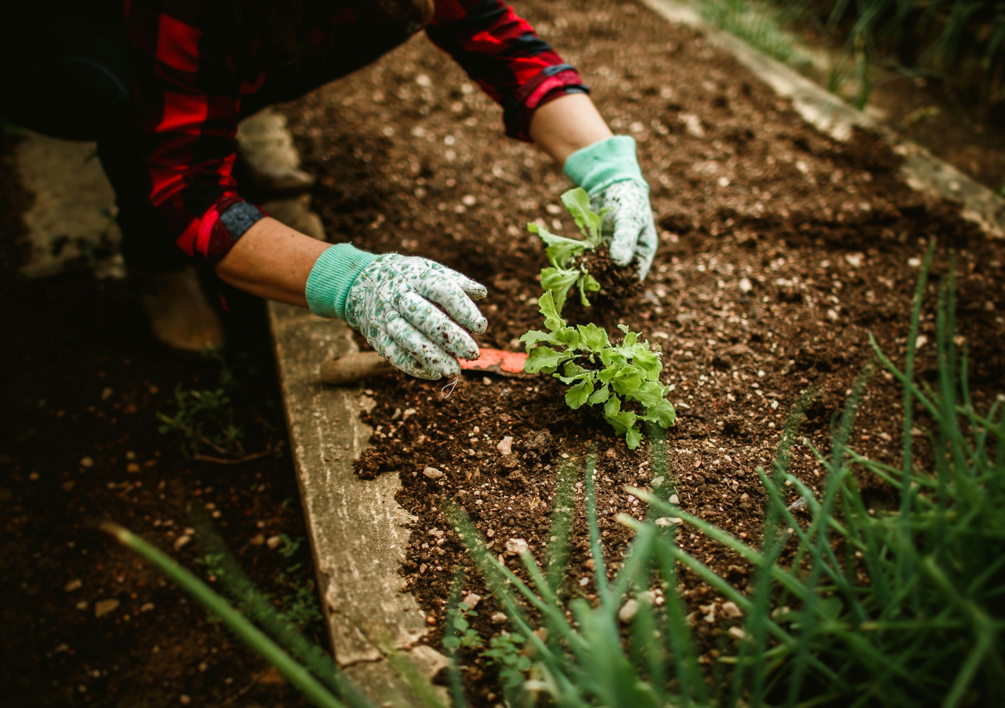 Person wearing gardening gloves placing a plant into a garden bed.